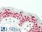 Cell Cycle And Apoptosis Regulator 2 antibody, LS-B13979, Lifespan Biosciences, Immunohistochemistry paraffin image 