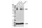 Solute Carrier Family 1 Member 1 antibody, 14501S, Cell Signaling Technology, Western Blot image 