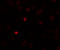 Piwi-like protein 3 antibody, 6033, ProSci, Immunofluorescence image 