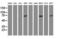Receptor Interacting Serine/Threonine Kinase 1 antibody, LS-B11088, Lifespan Biosciences, Western Blot image 