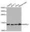 Small Nuclear Ribonucleoprotein 13 antibody, abx004542, Abbexa, Western Blot image 