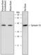 Syntaxin 1A antibody, AF7237, R&D Systems, Western Blot image 