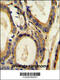 C-C Motif Chemokine Ligand 4 antibody, 55-068, ProSci, Immunohistochemistry frozen image 