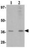 R-Spondin 1 antibody, ab106556, Abcam, Western Blot image 
