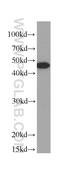 Keratin 19 antibody, 60187-1-Ig, Proteintech Group, Western Blot image 
