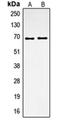 Secreted Phosphoprotein 1 antibody, orb214603, Biorbyt, Western Blot image 