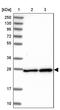 Kinetochore protein Spc25 antibody, PA5-61444, Invitrogen Antibodies, Western Blot image 