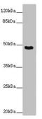 SPARC Related Modular Calcium Binding 1 antibody, orb45538, Biorbyt, Western Blot image 