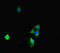 Phosphatidate cytidylyltransferase 1 antibody, LS-C677471, Lifespan Biosciences, Immunofluorescence image 