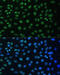 Cyclin B1 antibody, 16-390, ProSci, Immunoprecipitation image 