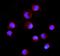 CD16 antibody, A01408-1, Boster Biological Technology, Immunofluorescence image 