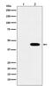 Neuraminidase antibody, M30971-1, Boster Biological Technology, Western Blot image 