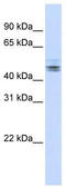Negative Elongation Factor Complex Member E antibody, TA345819, Origene, Western Blot image 