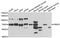HIRA Interacting Protein 3 antibody, A7014, ABclonal Technology, Western Blot image 
