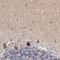 Dapper homolog 1 antibody, NBP1-85308, Novus Biologicals, Immunohistochemistry frozen image 