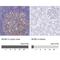 DNA replication licensing factor MCM2 antibody, NBP2-33954, Novus Biologicals, Immunohistochemistry paraffin image 