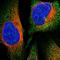 HT31 antibody, HPA019773, Atlas Antibodies, Immunofluorescence image 