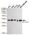 Protein Kinase AMP-Activated Non-Catalytic Subunit Beta 1 antibody, MBS475247, MyBioSource, Western Blot image 