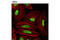 H2A Histone Family Member Y antibody, 12455S, Cell Signaling Technology, Immunofluorescence image 