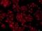 MHC Class I Polypeptide-Related Sequence A antibody, NBP1-76805, Novus Biologicals, Immunofluorescence image 