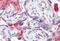 C4d antibody, MBS242526, MyBioSource, Immunohistochemistry frozen image 