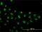 Zic Family Member 4 antibody, H00084107-M01, Novus Biologicals, Immunofluorescence image 