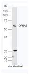Non-syndromic hearing impairment protein 5 homolog antibody, orb183072, Biorbyt, Western Blot image 