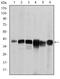 Survival motor neuron protein antibody, AM06634SU-N, Origene, Western Blot image 