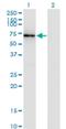 Src substrate protein p85 antibody, H00002017-M01, Novus Biologicals, Western Blot image 