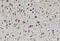 Mitogen-Activated Protein Kinase Kinase 2 antibody, A00996-2, Boster Biological Technology, Immunohistochemistry paraffin image 