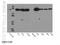 P113 antibody, 51075-2-AP, Proteintech Group, Western Blot image 