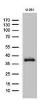 DTW Domain Containing 1 antibody, MA5-27494, Invitrogen Antibodies, Western Blot image 