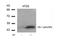 ETS Transcription Factor ELK1 antibody, orb14747, Biorbyt, Western Blot image 