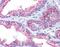 Erythrocyte Membrane Protein Band 4.1 Like 2 antibody, NBP1-56763, Novus Biologicals, Immunohistochemistry frozen image 