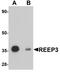 Receptor Accessory Protein 3 antibody, A12243, Boster Biological Technology, Western Blot image 