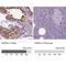 Hspa1 antibody, NBP1-86185, Novus Biologicals, Immunohistochemistry paraffin image 