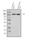 Poly(ADP-Ribose) Polymerase Family Member 9 antibody, A08508-1, Boster Biological Technology, Western Blot image 