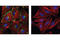 Cadherin 5 antibody, 2500T, Cell Signaling Technology, Immunofluorescence image 