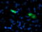 Sedoheptulokinase antibody, M09991-1, Boster Biological Technology, Immunofluorescence image 