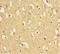 Thioredoxin Domain Containing 9 antibody, A63736-100, Epigentek, Immunohistochemistry paraffin image 