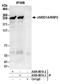 Lysine-specific demethylase 5A antibody, A300-897A, Bethyl Labs, Immunoprecipitation image 