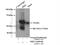 Ribosomal Protein S6 Kinase B2 antibody, 15268-1-AP, Proteintech Group, Immunoprecipitation image 