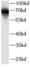 Kelch Like ECH Associated Protein 1 antibody, FNab04517, FineTest, Western Blot image 