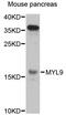 Myosin Light Chain 9 antibody, MBS126544, MyBioSource, Western Blot image 