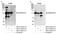 DLG Associated Protein 5 antibody, NB110-40572, Novus Biologicals, Immunoprecipitation image 