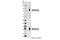 DNA Polymerase Eta antibody, 13848S, Cell Signaling Technology, Western Blot image 