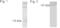 Cyclophilin D antibody, ALX-210-789-C100, Enzo Life Sciences, Western Blot image 