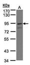 Prostaglandin F2 receptor negative regulator antibody, orb74184, Biorbyt, Western Blot image 