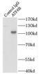 Activating Transcription Factor 6 Beta antibody, FNab00665, FineTest, Immunoprecipitation image 