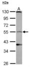 D(1A) dopamine receptor antibody, NBP2-16214, Novus Biologicals, Western Blot image 